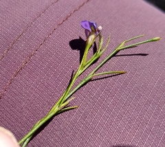 Psoralea oreophila