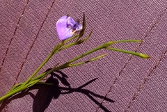Psoralea oreophila