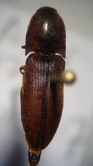 Sericus incongruus