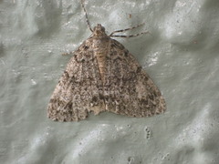 Pseudocoremia suavis