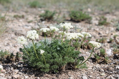 Ferulopsis hystrix