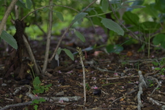 Gastrodia molloyi