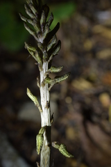 Gastrodia molloyi
