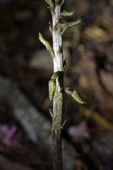 Gastrodia molloyi