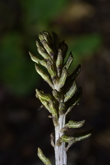 Gastrodia molloyi