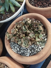 Crassulaceae
