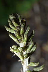 Gastrodia molloyi