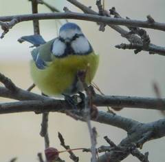 Cyanistes caeruleus