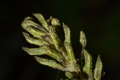 Gastrodia molloyi