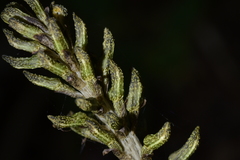Gastrodia molloyi