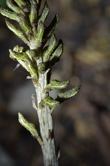 Gastrodia molloyi