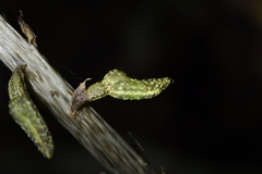 Gastrodia molloyi
