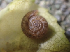 Cavellia anguicula