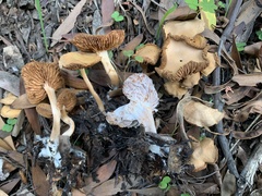 Hypomyces tubariicola