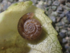 Cavellia anguicula
