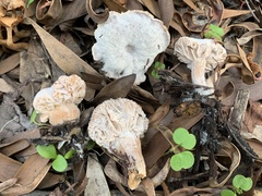 Hypomyces tubariicola