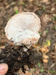 Hypomyces tubariicola