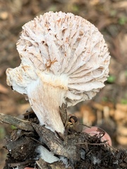 Hypomyces tubariicola