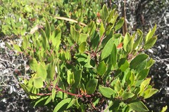 Arctostaphylos densiflora