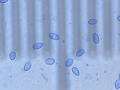 Hypomyces tubariicola