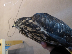 Accipiter gentilis laingi