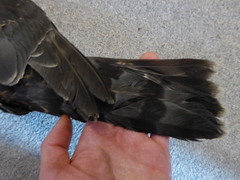 Accipiter gentilis laingi