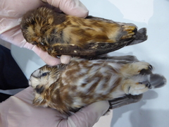 Aegolius acadicus brooksi