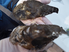 Aegolius acadicus brooksi