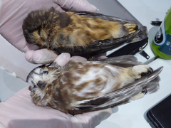 Aegolius acadicus brooksi