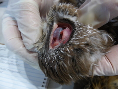 Aegolius acadicus brooksi