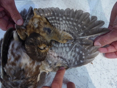 Aegolius acadicus brooksi