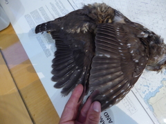 Aegolius acadicus brooksi