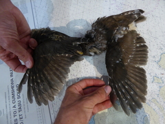 Aegolius acadicus brooksi