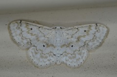 Idaea obfusaria