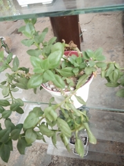 Peperomia urvilleana