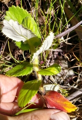 Cliffortia hirsuta