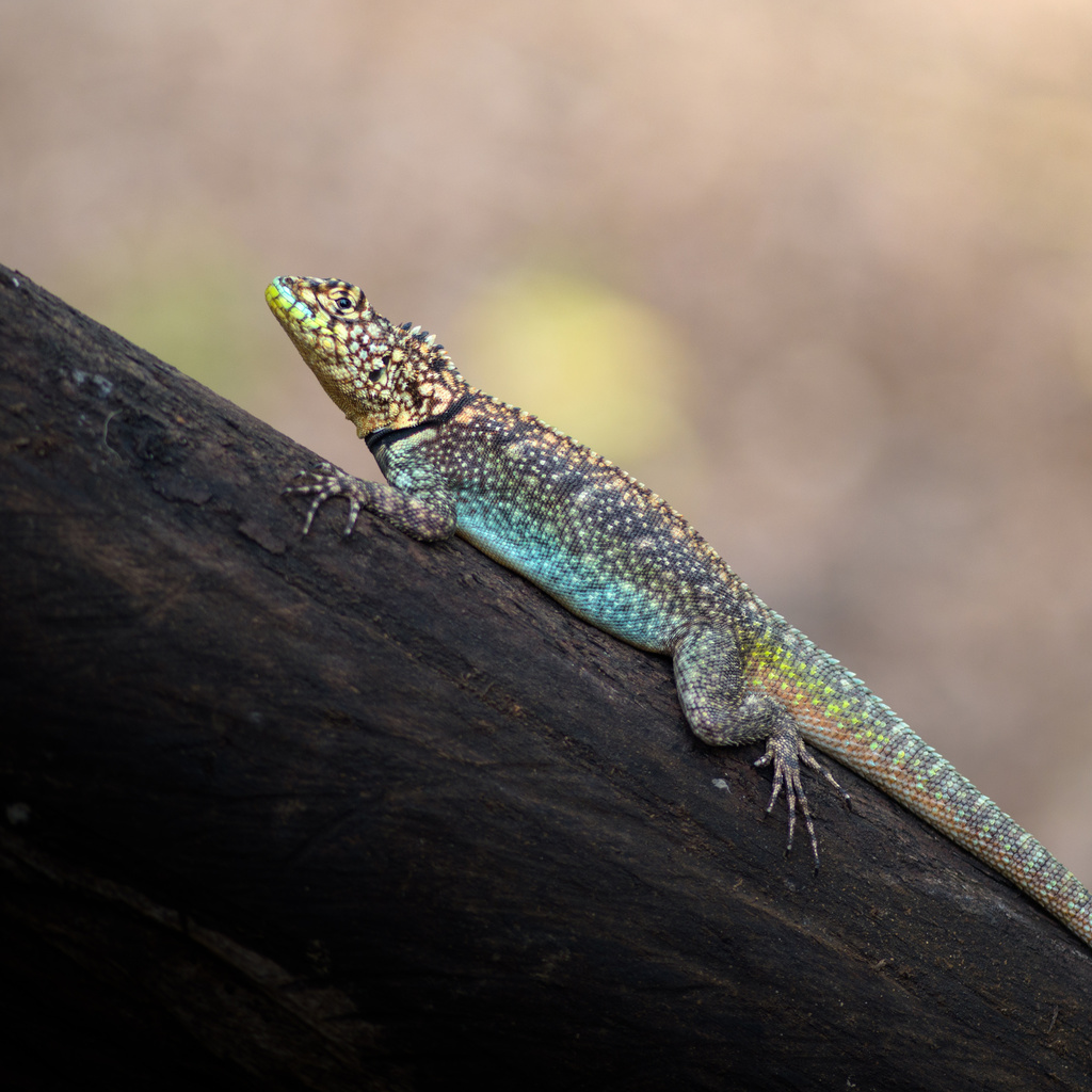 Chaco Spiny Lizard