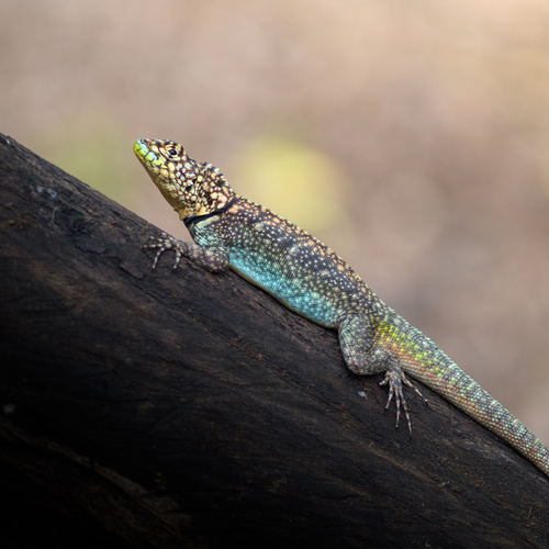Tropidurus lagunablanca Carvalho, 2016