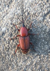 Odoiporus longicollis