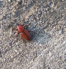 Odoiporus longicollis