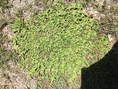 Richardia humistrata