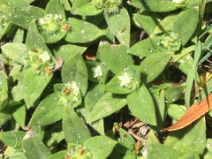 Richardia humistrata