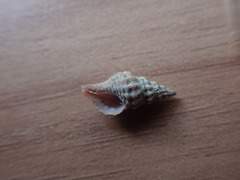 Lamellitrophon huttonii
