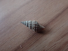 Lamellitrophon huttonii