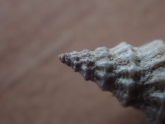 Lamellitrophon huttonii