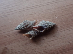 Lamellitrophon huttonii