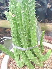 Euphorbia trigona