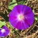 Ipomoea purpurea - Photo (c) jdrickett,  זכויות יוצרים חלקיות (CC BY-NC)