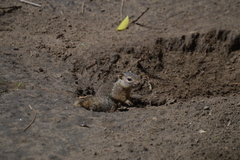 Notocitellus adocetus