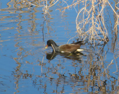 Gallinula chloropus
